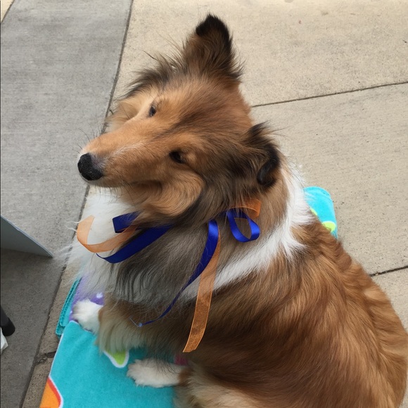 Dog - our Sheltie is sick 😷. Please help 🙏 - Picture 2 of 2